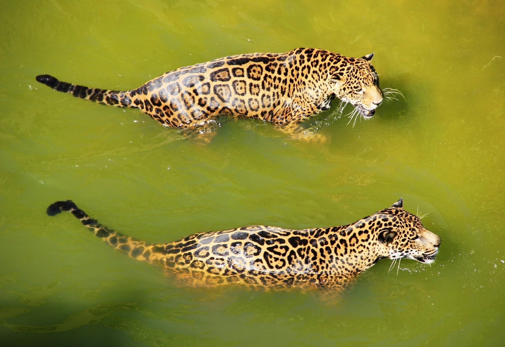 two leopards in body of water at daytime