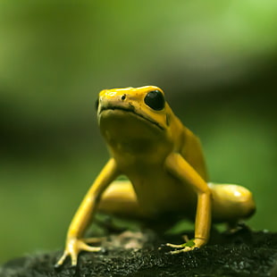 focus photo of golden poison dart frog