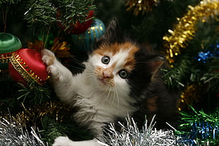 calico maine coon kitten on Christmas tree