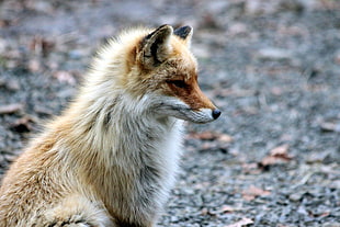 fox focus photography HD wallpaper