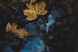 close-up photography of maple leaves
