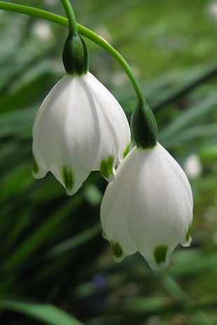 white petal flower close-up photo