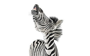black and white Zebra photo