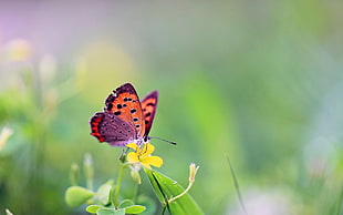 orange and black butterfly perched on yellow petaled flowers