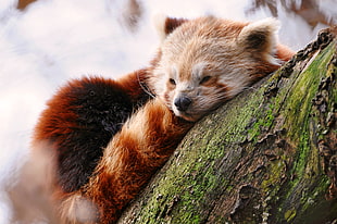 red panda on green and brown tree HD wallpaper
