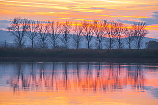 bare trees near body of water during sunset
