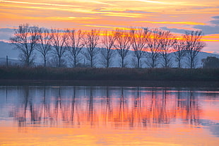 bare trees near body of water during sunset