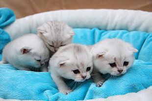 four white kittens on turquoise mat