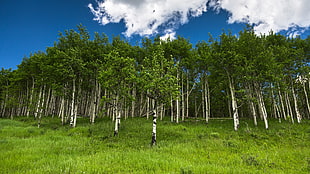 green leafed trees, landscape HD wallpaper