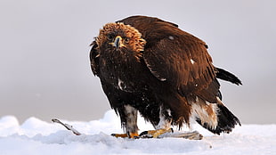 brown hawk on snow HD wallpaper
