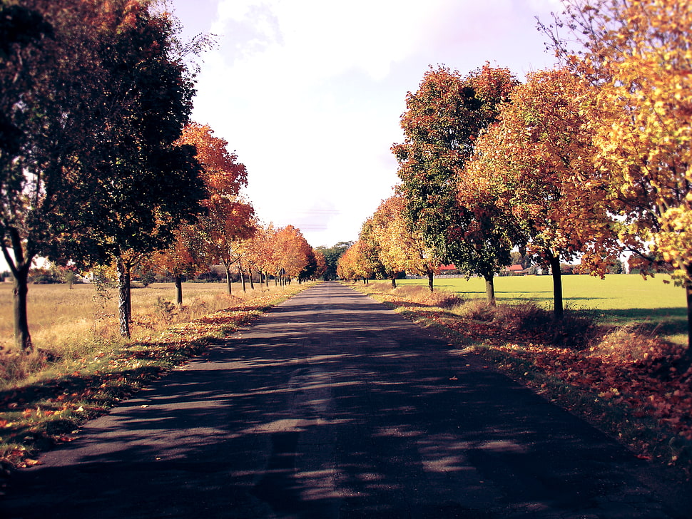 paved road, Poland, fall, nature, trees HD wallpaper