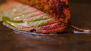 pink leaf, leaves, water HD wallpaper