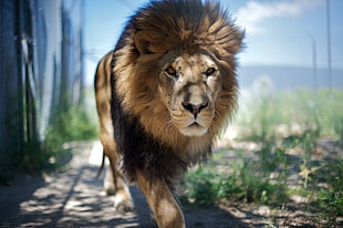 adult Lion