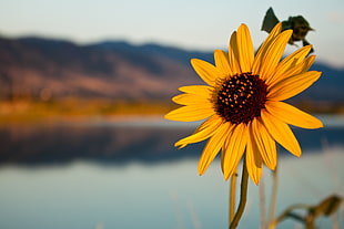 selective focus photography of yellow Sunflower