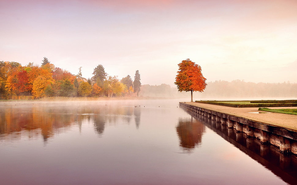 brown wooden docking pier, nature, landscape, fall, trees HD wallpaper