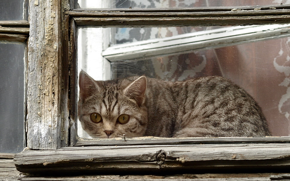 gray tabby cat HD wallpaper