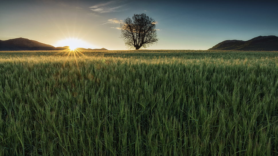 green grasses and tree during sunset, roble, sunstar HD wallpaper