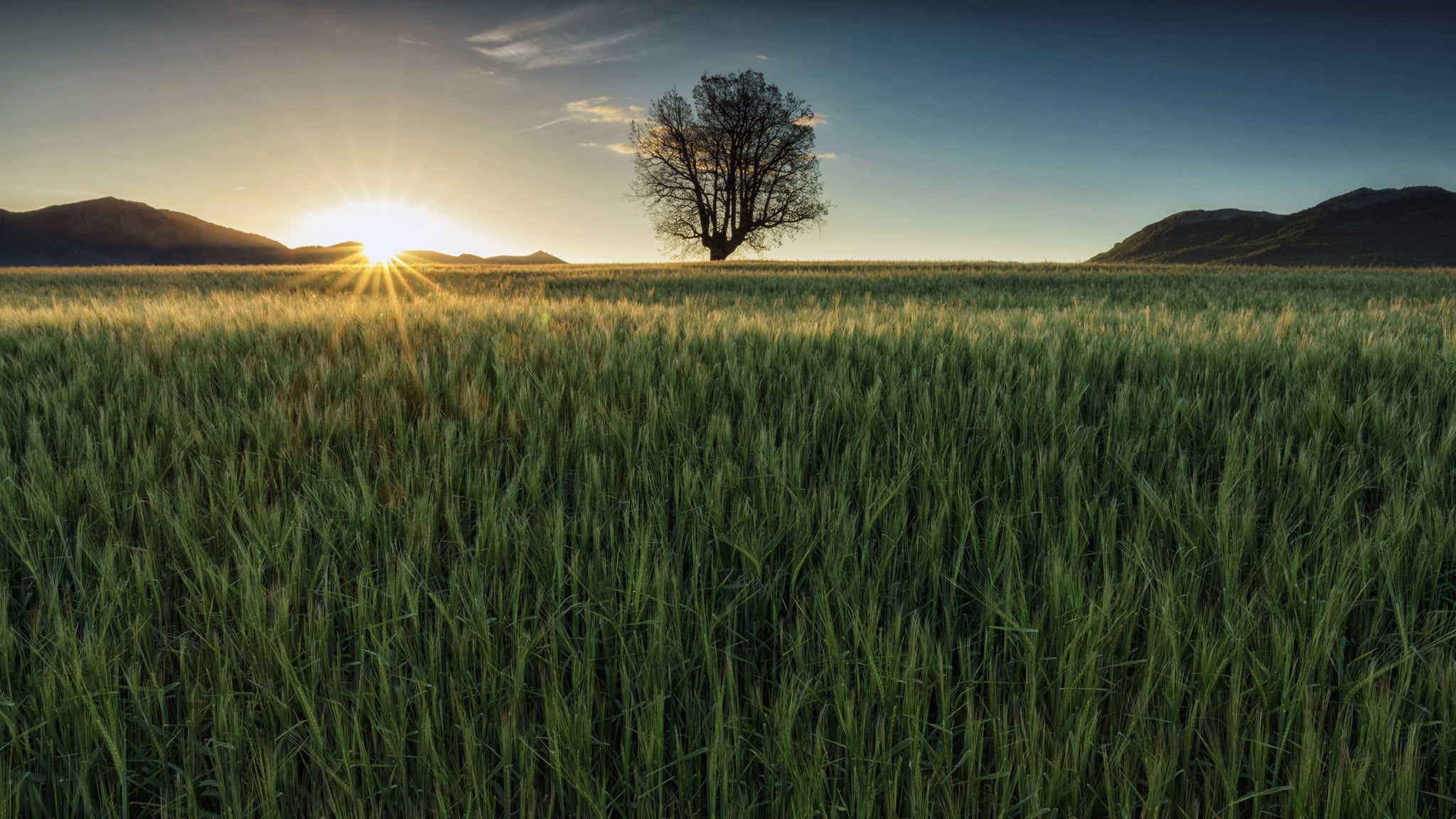 green grasses and tree during sunset, roble, sunstar