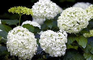 shallow focus photography of white petal flowers HD wallpaper