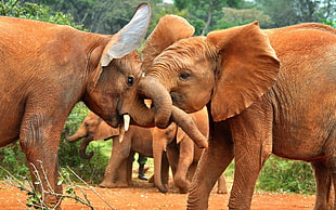 brown elephants, elephant, animals