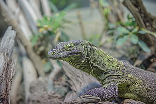 gray and green monitor lizard
