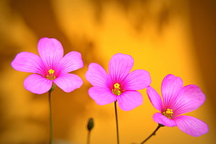 three pink petal flowers in closeup photo