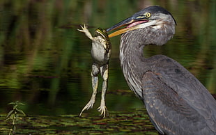 gray pelican, photography, animals, birds, frog