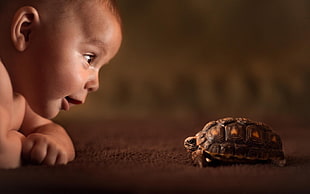 brown tortoise, baby, animals, tortoises