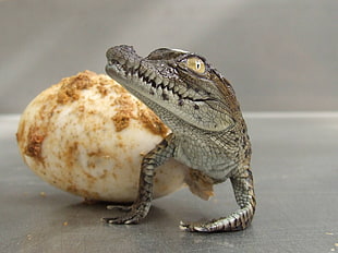 gray alligator