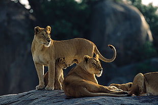 two brown Lioness with cub