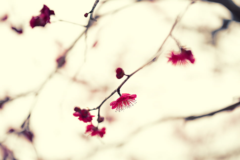 selective focus photography of pink leaf tree, japanese apricot HD wallpaper