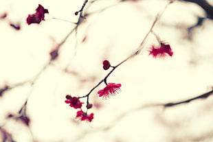 selective focus photography of pink leaf tree, japanese apricot