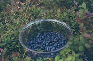 black berries, Blueberry, Berries, Plate HD wallpaper