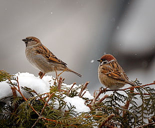 two brown birds on green leaf plant focus photo