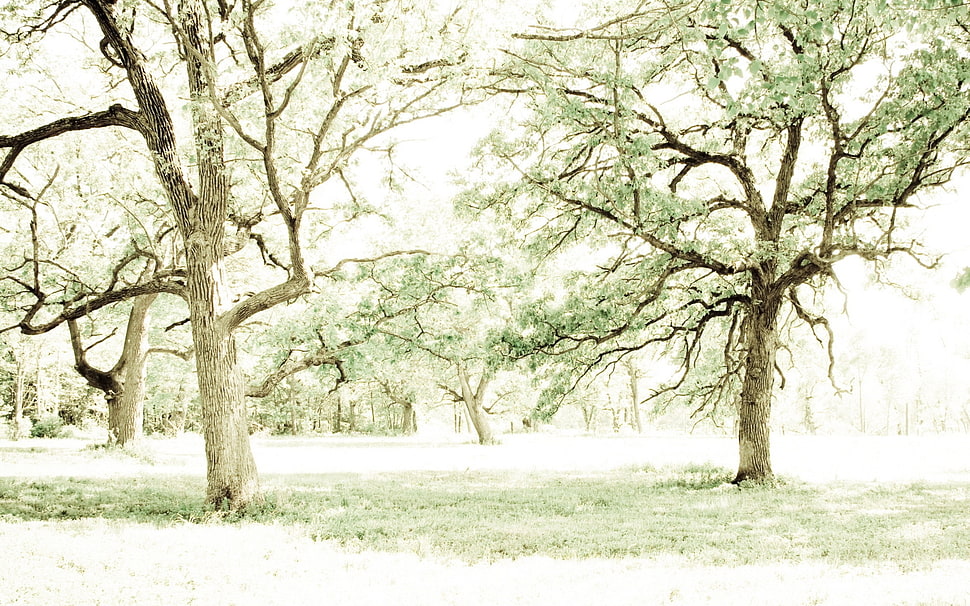 green forest HD wallpaper