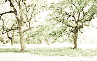 green forest