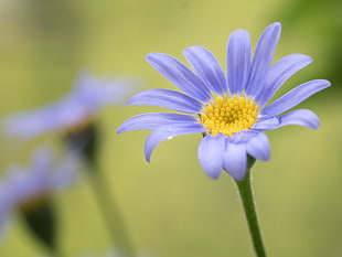 selective focus photography of purple Daisies
