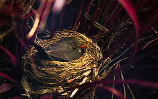 grey bird on nest