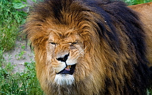 shallow focus photography of lion near green plants during daytime HD wallpaper