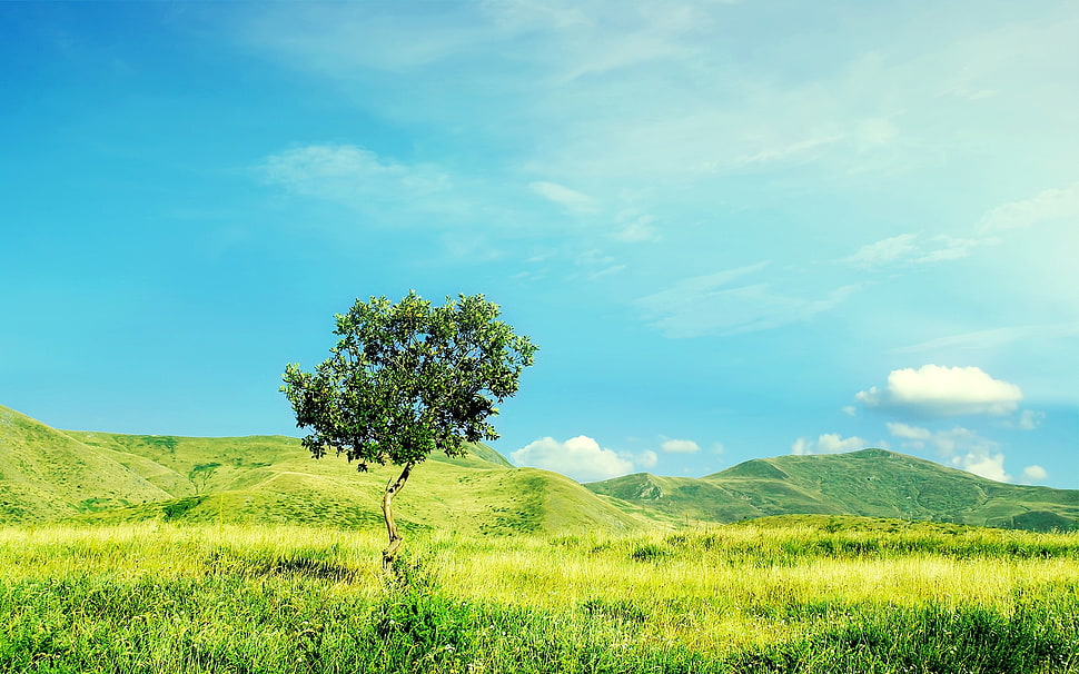 landscape photography of green field with tree during day time HD wallpaper