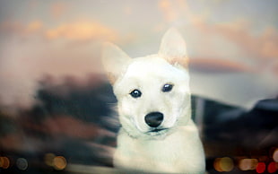 closeup photography of white dingo puppy