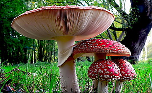 red mushrooms during daytime HD wallpaper