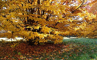 yellow leaves tree HD wallpaper