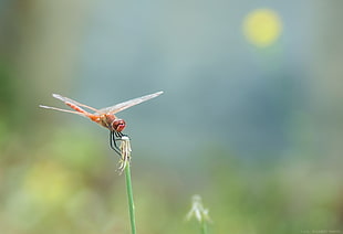 red dragonfly on plant stem HD wallpaper