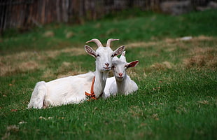 white goats on green lawn grass
