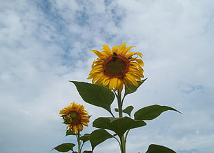 sunflower under cloudy sky HD wallpaper