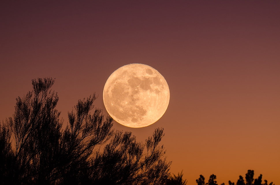 silhouette photograph of trees under full moon, Moon, trees, sky HD wallpaper