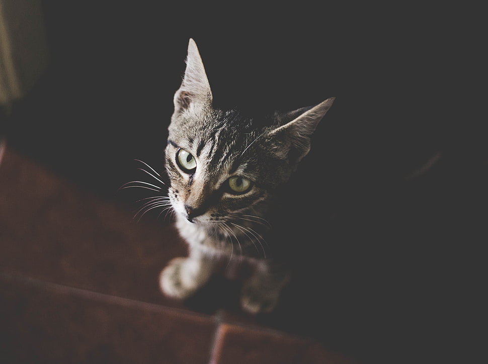 brown tabby cat, Cat, Kitten, Muzzle HD wallpaper