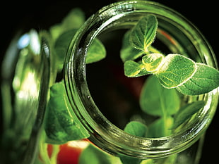selective focus photography of green herb inside glass jar HD wallpaper