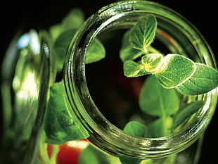 selective focus photography of green herb inside glass jar